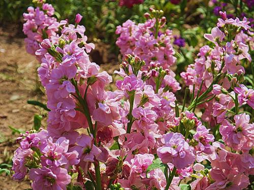 花卉知识大全,紫罗兰怎么养才可以开花