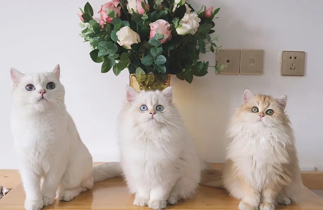 猫咪总是拉屎在地上怎么办,猫咪总是在一个地方乱拉屎怎么办