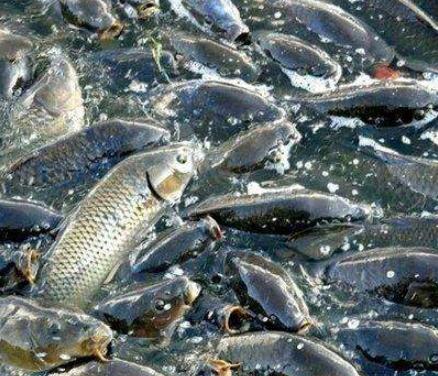 花白鲢有寄生虫是怎样的,白鲢头部有寄生虫