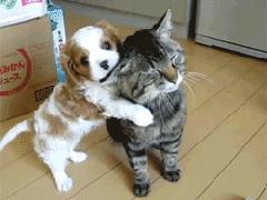 超级搞笑gif图,超好笑gif图