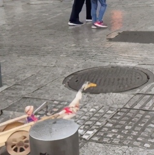 鑫联盟随行付合法吗,随行付鑫联盟是怎么回事