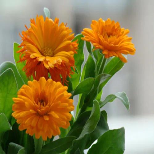 春天开的菊花类花卉大全,春季开花的波斯菊花