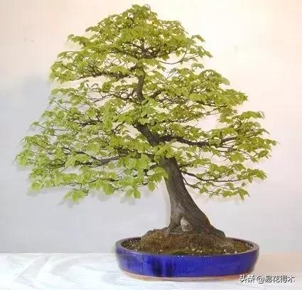 千金榆鹅耳枥盆景,千金榆和鹅耳枥苗