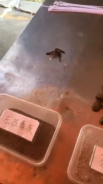 山底禾了社飞来之地的禾了节打糍粑做糍粑籺过禾了节