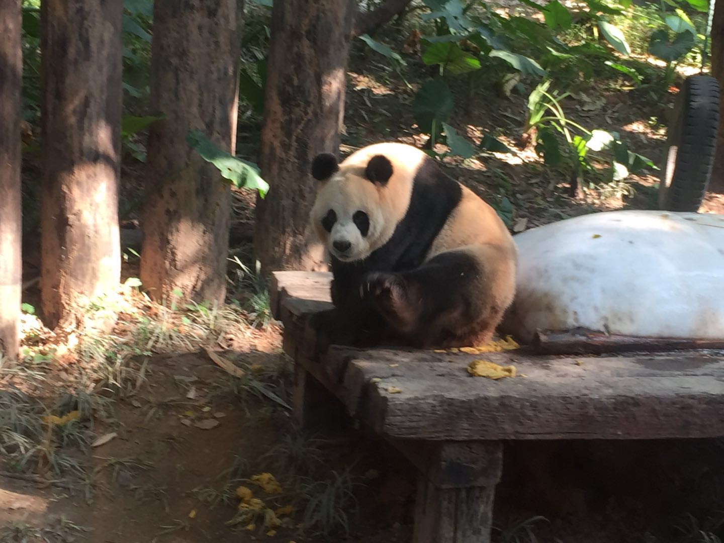哪里有大熊猫动物园,哪些动物园值得看大熊猫