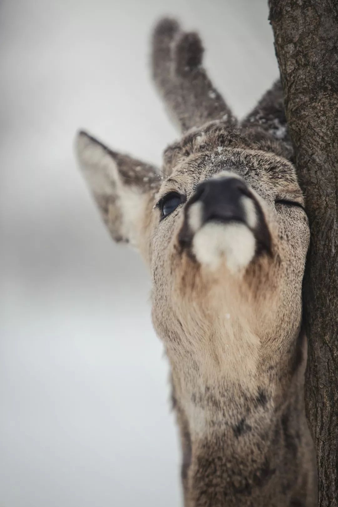 东北傻狍子到底有多傻,东北傻狍子有多傻视频