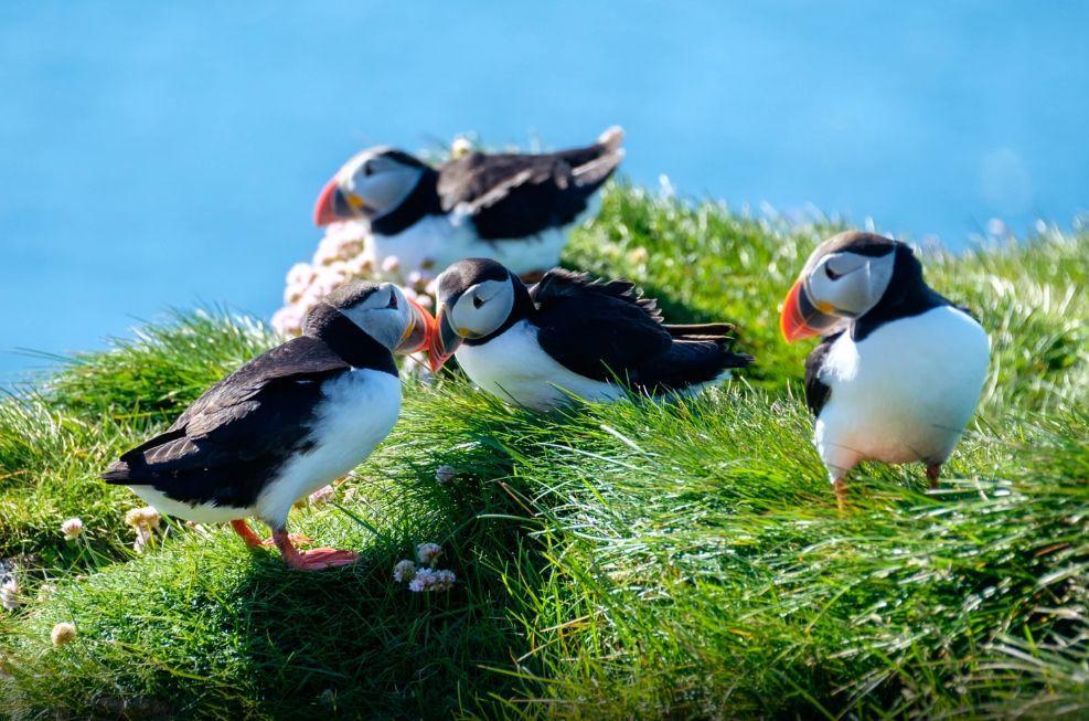 世界杯冰岛历程,世界杯冰岛表现