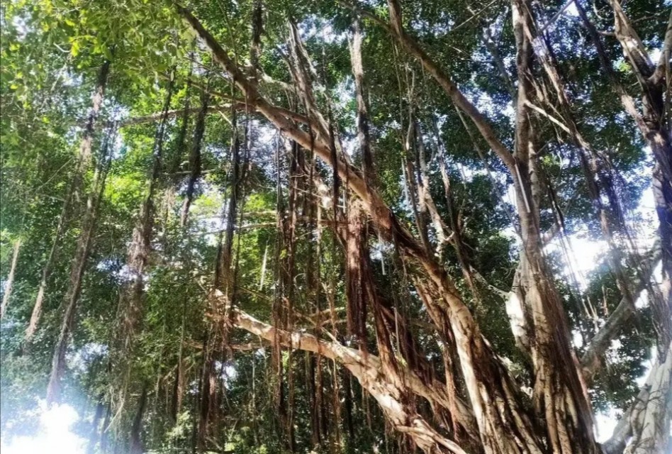 致橡树传达爱情观解析,致橡树表达的爱情观主旨句是什么