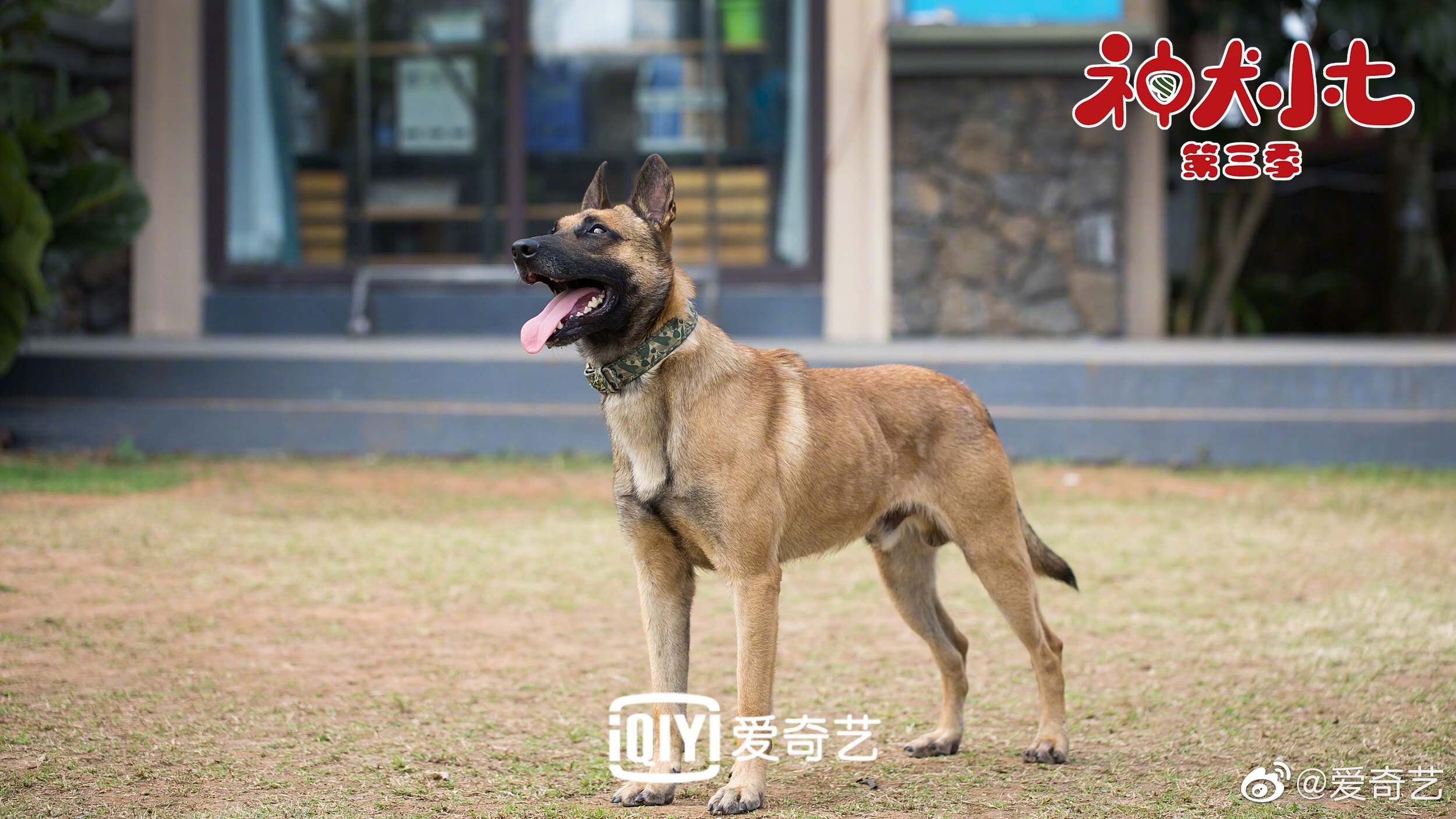 看神犬小七第三季全集,看神犬小七第一季看哭了