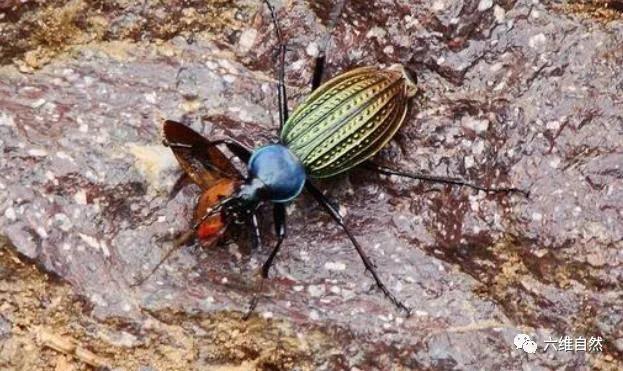 幼儿认识昆虫天牛益虫还是害虫,全身黑色跟天牛相似的昆虫