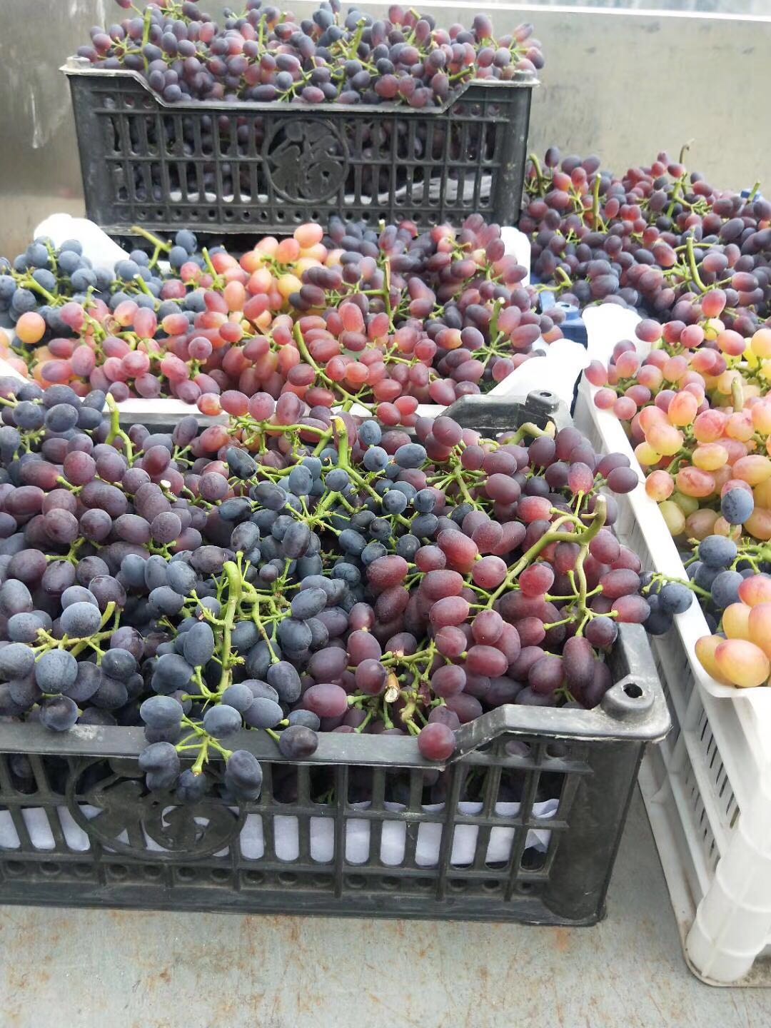 沈阳哪里有采榛子的采摘园,沈阳采摘园哪个最好玩