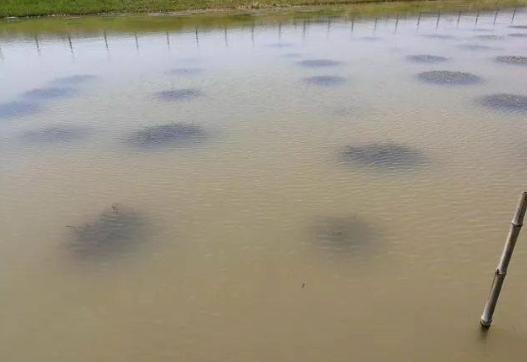 小龙虾池塘黑水怎么解决,小龙虾塘前期水浓水绿处理方法