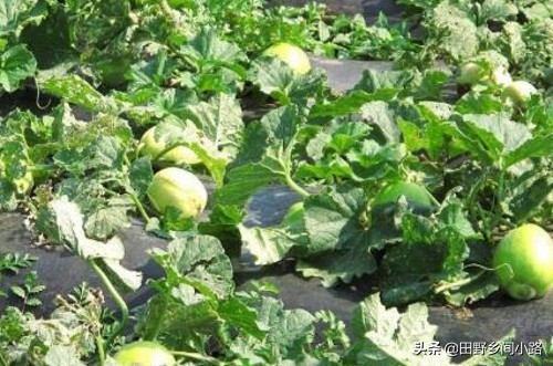想要甜瓜甜应该如何打药,想要种好各种瓜类