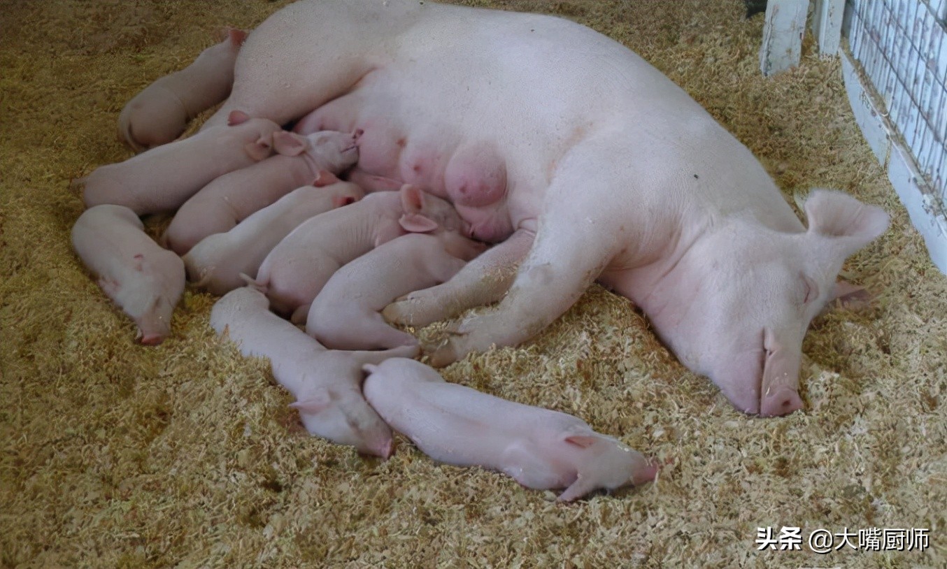 为什么进口奶粉不用生牛乳,为什么奶粉是用羊奶做的