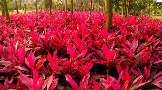 湛江坡头沿海花园,湛江海湾大桥东岸
