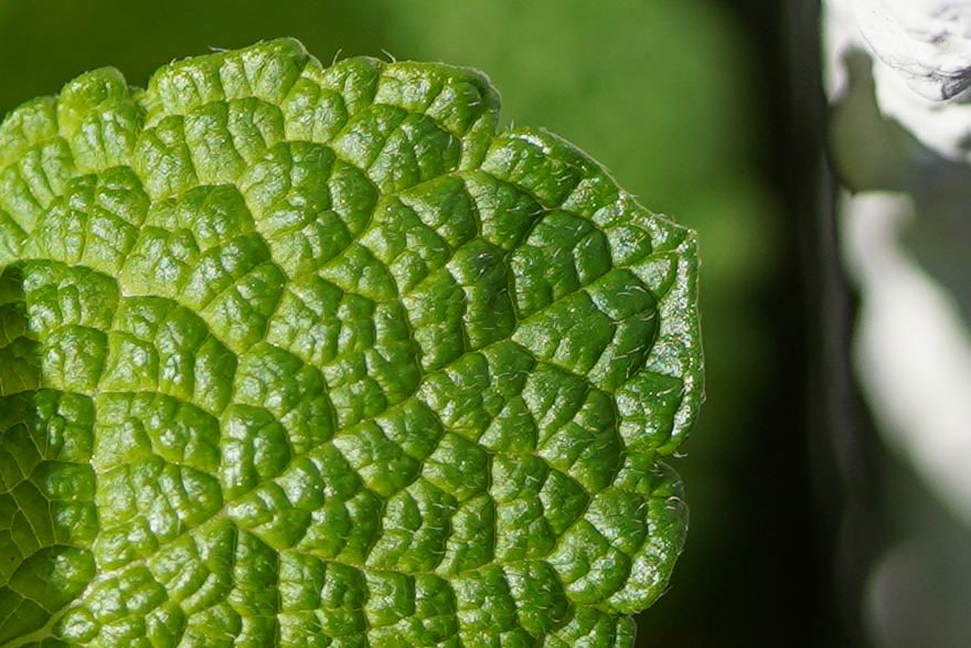 福伦达apolantahr50,福伦达50mmf1.0索尼e卡口