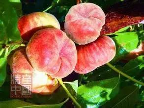 世界稀奇水果品种大全,世界热带奇特水果品种介绍