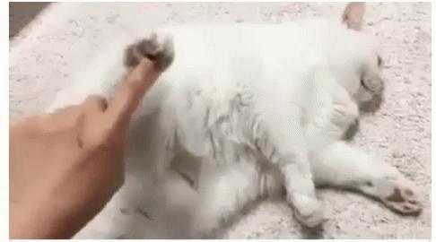 猫咪的爪子怎么捏,猫咪为什么不喜欢被铲屎官摸爪子