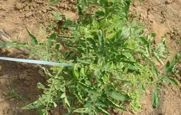 西红柿激素中毒症状,西红柿生长激素中毒怎么解决