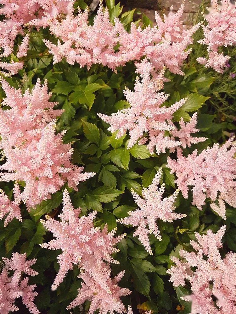 落新妇种球什么时候种,落新妇块根怎么种