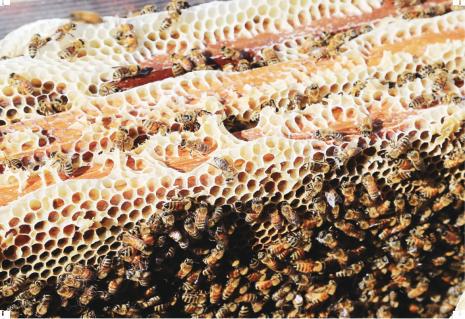 沙门子农场的养蜂人