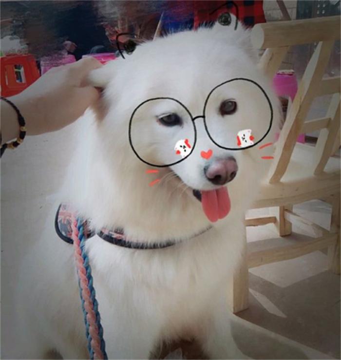 一岁的萨摩耶老是拆家怎么办,6个月的萨摩耶还能接受主人吗