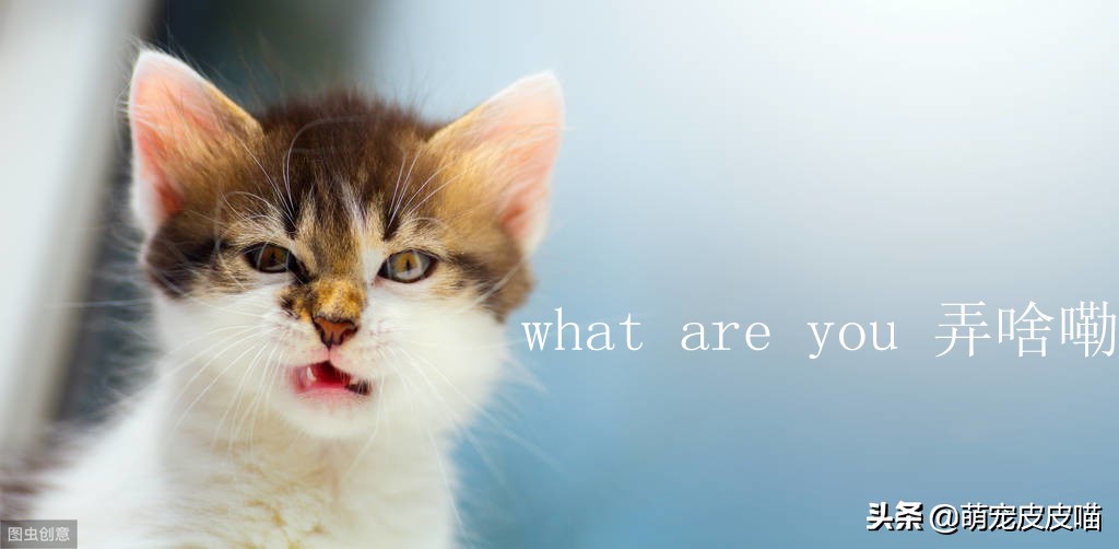 猫咪对着主人放屁是为什么,猫咪放屁特别臭是怎么回事