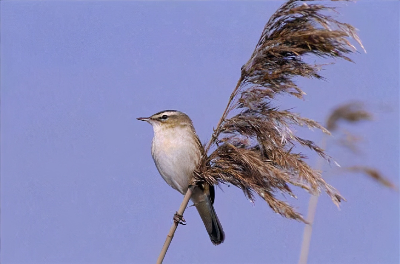 快乐王子：真正的爱情并非忘乎所以，互相成就才是道理