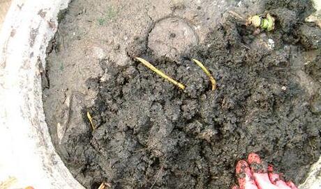 养碗莲不能缺水吗,碗莲怎么养才能旺盛开花