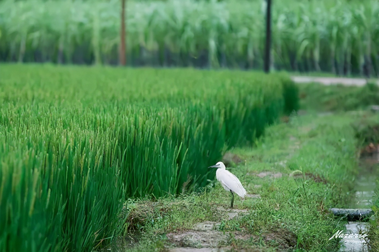 乌村两日游攻略,乌村生态观光游