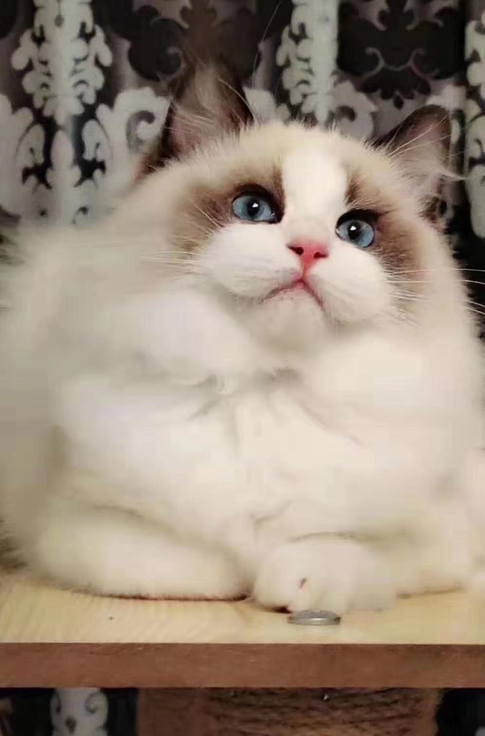 禁养猫名单布偶,养猫不封窗布偶