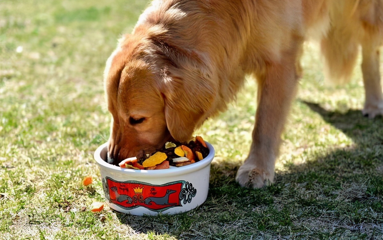 家里适合养什么狗看家护院干活,既能看家又温顺的狗还能照顾孩子