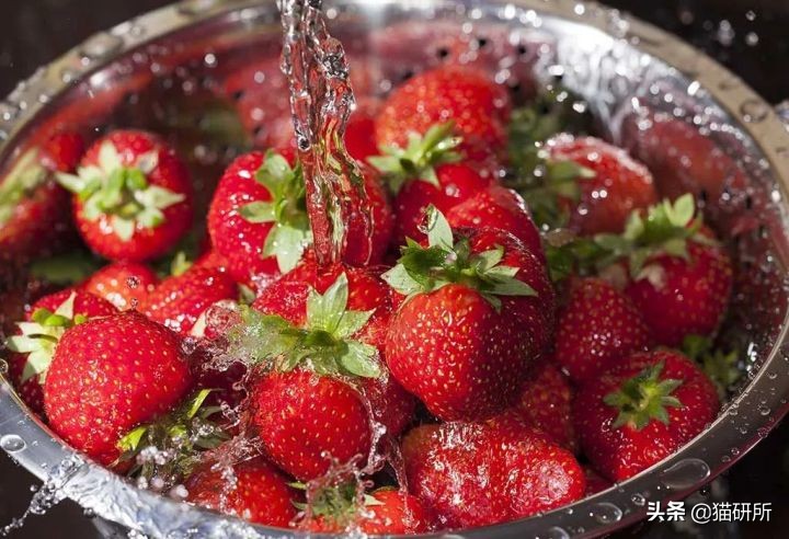 猫属于肉食动物一般不吃什么,猫咪是肉食动物为什么也吃饼干