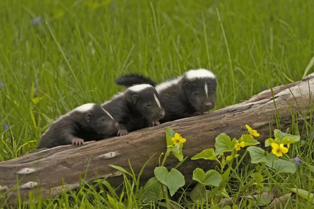 小臭鼬动物科普,臭鼬与毒蛇