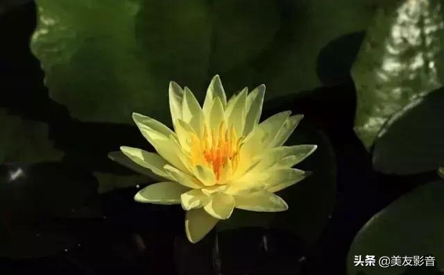 江南可采莲莲叶何田田全诗讲解,有关莲的古诗词大全