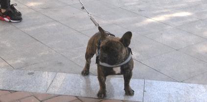 马鞍山流浪狗救助中心在哪里,曝光流浪狗救助真相