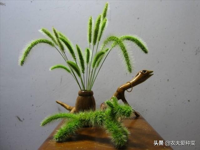 随处可见的狗尾巴草还有不少妙用,一整片狗尾草