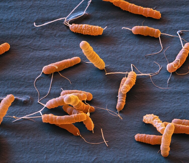 抗生素头孢好还是阿莫西林好,头孢阿莫西林是抗生素还是消炎药