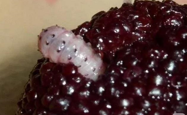 杨梅栽培技术与管理,杨梅种植管理技术