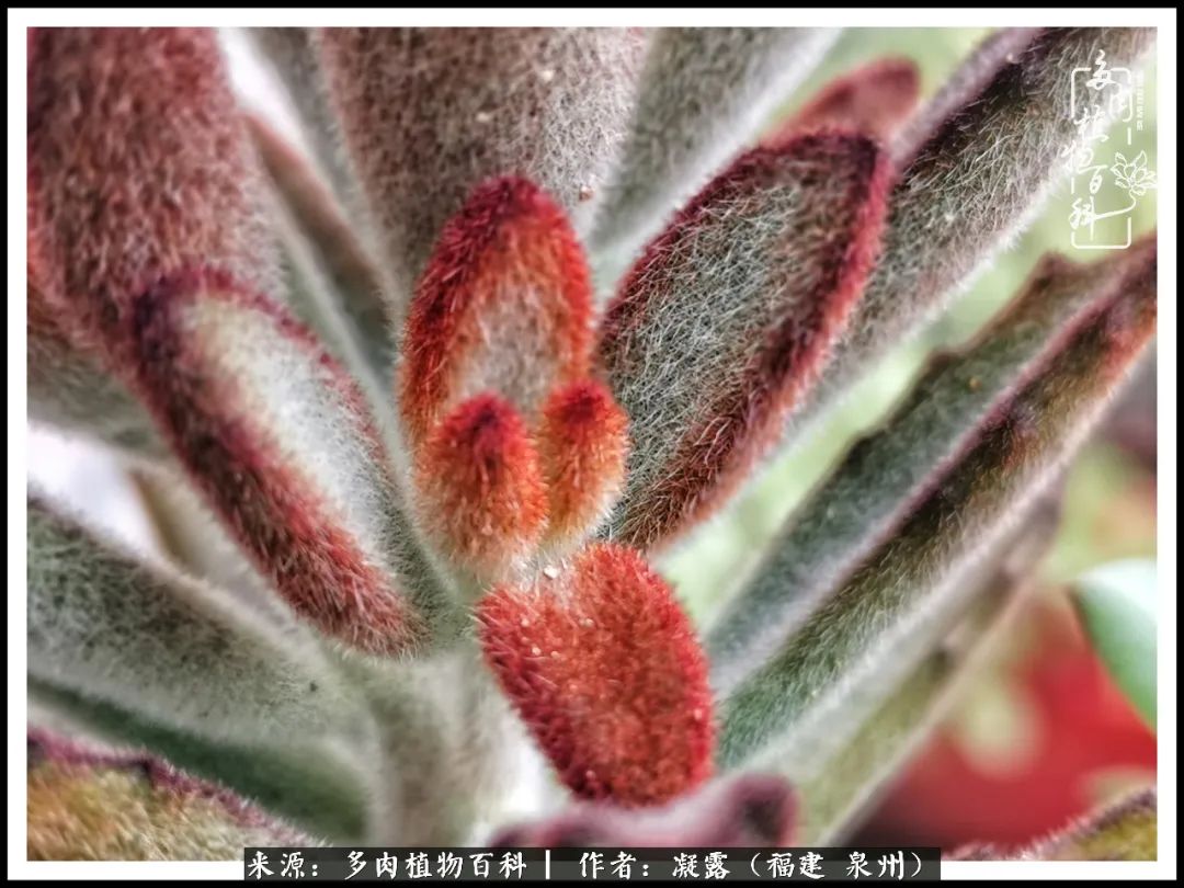 多肉日记严选,多肉日记大全100字