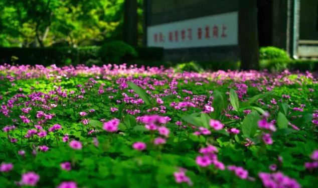 上海松江二中特色,上海市松江二中校园风光