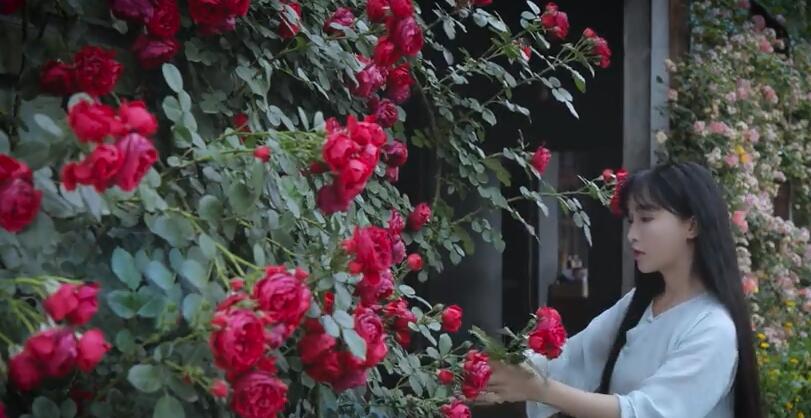李子柒的院子都种的啥,李子柒推荐的三种花