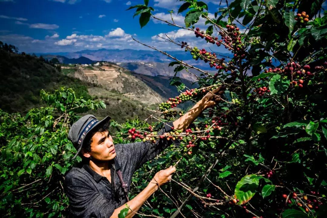 为云南咖农创收,拼多多开启了全新的互联网扶贫格局