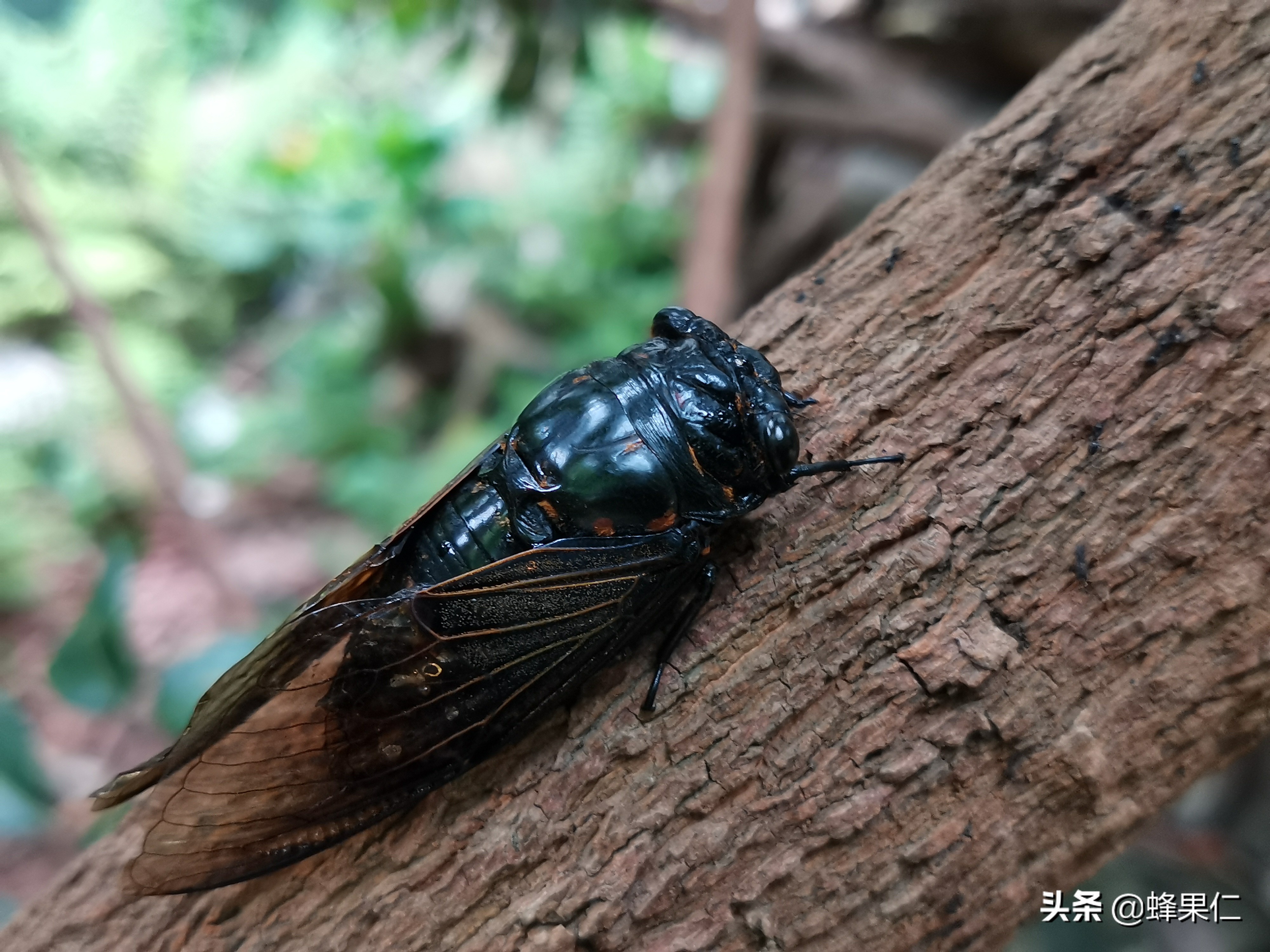 金蝉养殖靠什么技术,金蝉养殖实用技术在线阅读