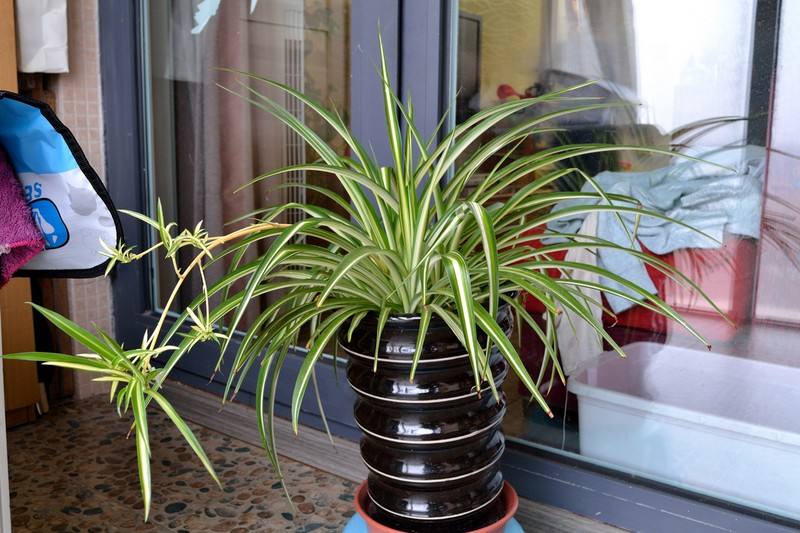 吊兰花卉盆栽品种,吊兰奇特养法