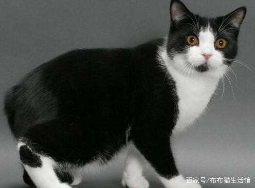 世界45种名犬图片大型犬,世界100种猫图片