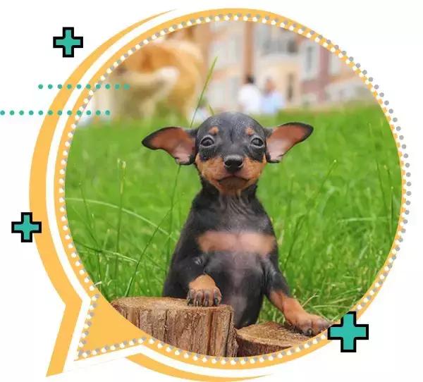 十大热门小型短毛犬,十大最小小型犬可爱图片