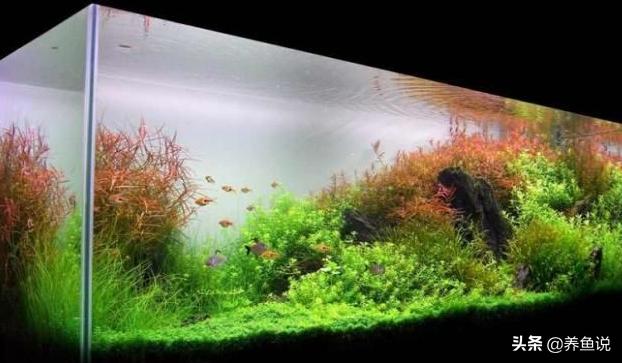 打造大型空气鱼缸,打造空气鱼缸三步走
