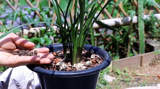 每日一品栏目,每日一品七律