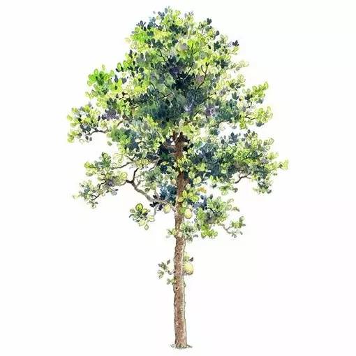 十种不同树叶的画法,五种不同树木的画法简单的